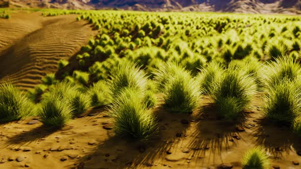 Flat Desert with Bush and Grass