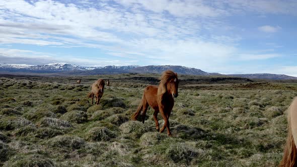 Closeup View of Icelandic Horses Standing on Grassy Field