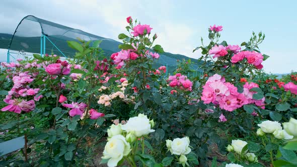 Beautiful delicate picturesque bush blooming roses on a summer day in the park. Rose garden.