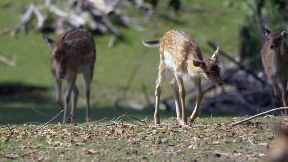 Slow motion of sweet Deer Family walking on pasture during sunny day - Prores 4K