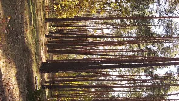 Vertical Video of an Autumn Forest During the Day in Ukraine