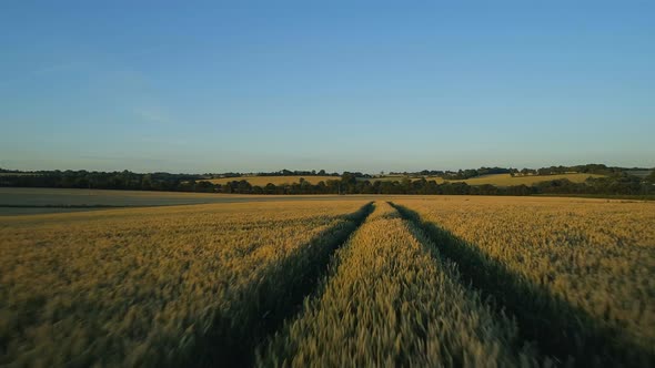 Flight Over Wheat Fields at Sunset