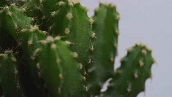 Close Up Of Fairy Castle Cactus Plant Revolving Around Itself On The White Screen Background