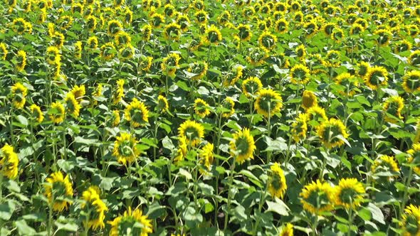 Meadow With Sunflowers