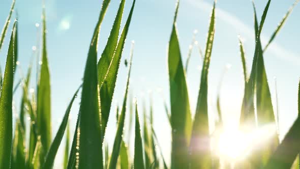 Long Green Stems of Grass with Dewdrops Against Sunrise