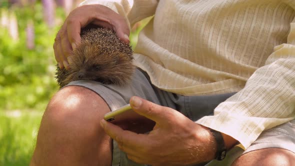 Senior Man in Shorts Strokes Cute Hedgehog in Sunny Park