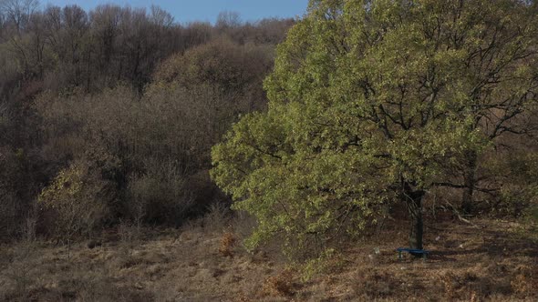 Oak tree from genus Quercus by autumn 4K drone video