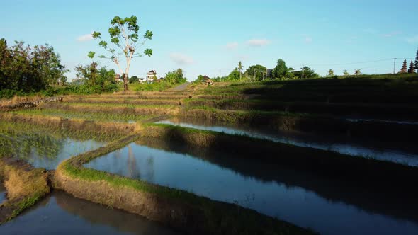 Fly above rice terrace in Bali Indonesia