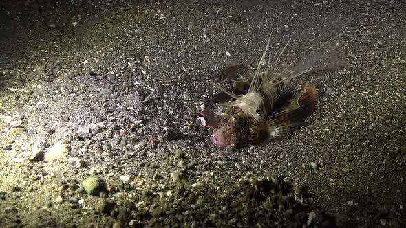 Blackfoot Lionfish (Parapterois heterura) attacks fish at night
