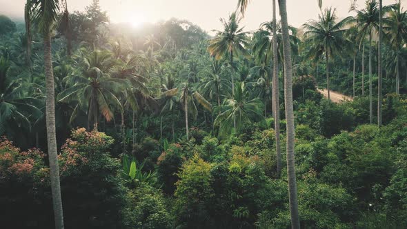 Aerial View Evergreen Tropical Forest with Palms Backlit