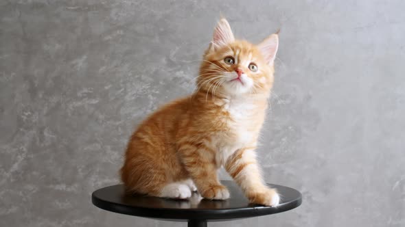 Ginger Kitten Playing Sitting on a Chair on Gray Background