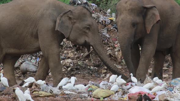 Trash elephants eating plastic together in a group with white birds