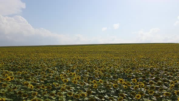 Aerial View of Big Agricultural Farm Field with Growing Sunflower Plants