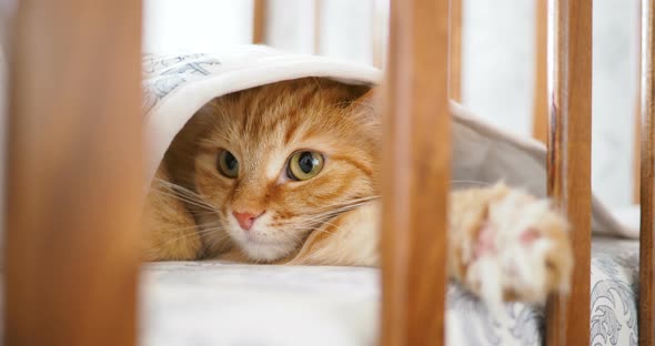 Cute Curious Ginger Cat Lying Under Blanket in Child Bed. Fluffy Pet Poked Its Head Between Rails of