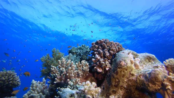 Underwater Tropical Water Blue Sea