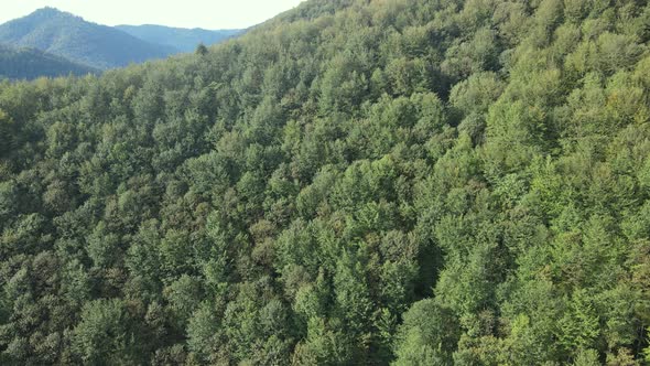 Trees in the Mountains Slow Motion. Aerial View of the Carpathian Mountains in Autumn. Ukraine