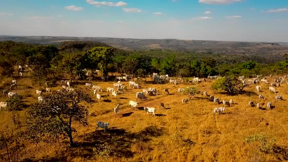 Aerial shot rising up over a pasture full of cattle