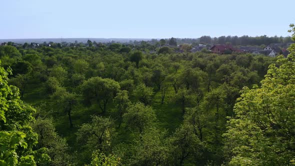 Aerial View of Green Summer Forest and Canyon at Sunset