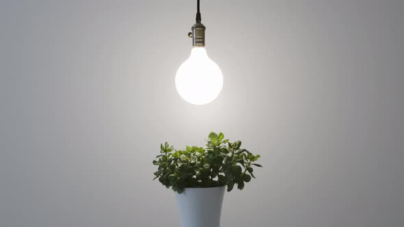 A Light Bulb Shines on a Plant in a Pot