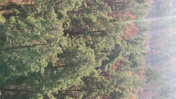 Vertical Video Autumn Forest with Trees in Ukraine Slow Motion