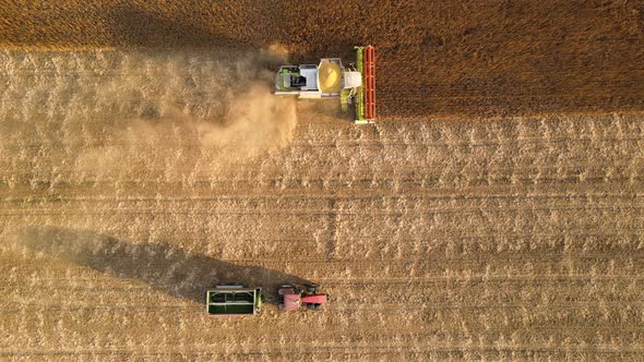 Aerial View of Combine Harvester and Cargo Trailer Working During Harvesting Season on Large Ripe