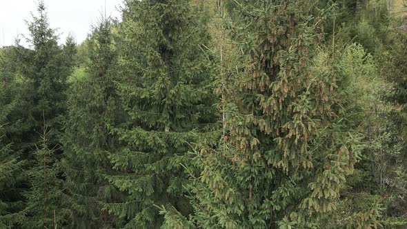 Ukraine, Carpathian Mountains: Spruce in the Forest. Aerial.