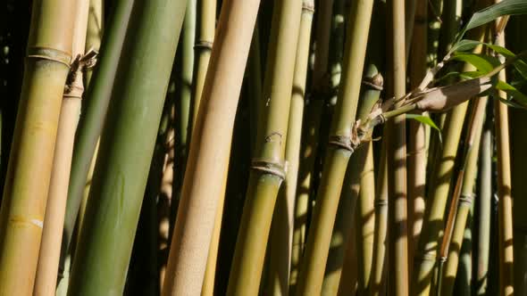 Forests of young bamboo plant stalk  close-up shallow DOF 4K 3840X2160 30fps UltraHD video - Beautif