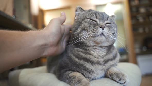 Close-up of Cat's Happy Face.