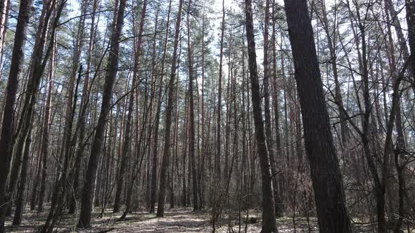 Forest Landscape Aerial View Slow Motion