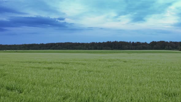 Flight Over the Fields in the Suburbs of St. Petersburg