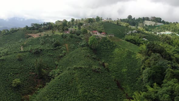 Farm with coffee plantations in the mountains