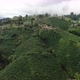 Farm with coffee plantations in the mountains - VideoHive Item for Sale
