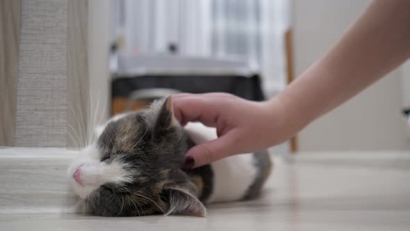 Woman Caresses Calm Beautiful Tender Multi Colored Cat