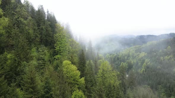 Ukraine, Carpathian Mountains: Beautiful Mountain Forest Landscape. Aerial