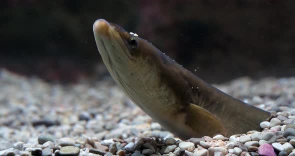 Common Eel or European Eel, anguilla anguilla, Adult buried in the ground, slow motion 4K