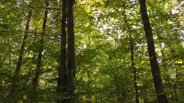 Forest with Trees in the Fall During the Day