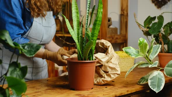 Transplanting Snake Plant