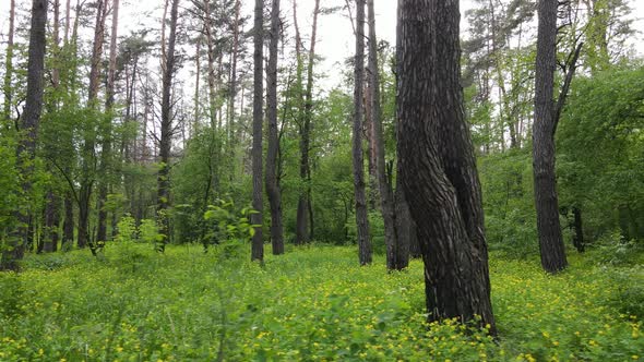 Summer Forest with Pine Trees Slow Motion