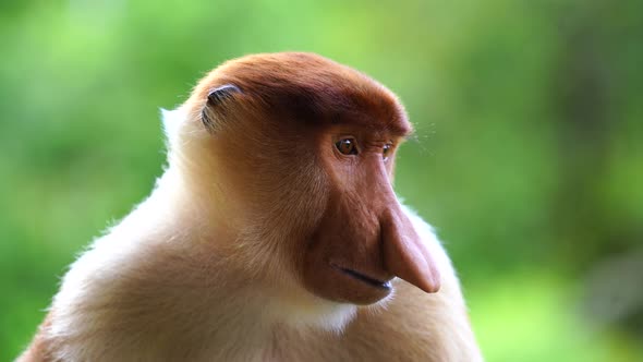 Wild Proboscis monkey or Nasalis larvatus, in rainforest of Borneo, Malaysia