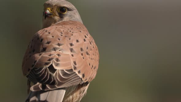 Majestic common kestrel looking around and fly away, blurred background