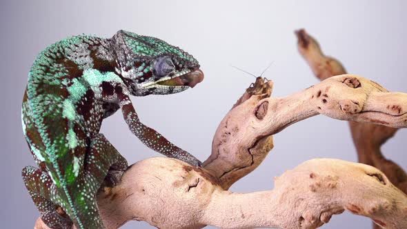 Chameleon Catching and Eating Slow Motion