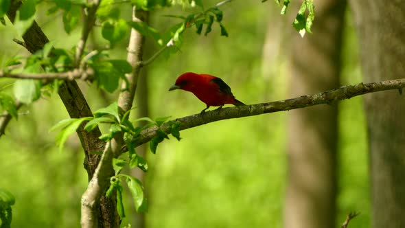 Scarlet Tanager bird attempting to eat bugs as they fly by before taking flight.