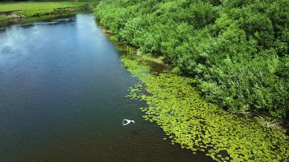 Slow motion footage of a huge grey heron flying over a river. Bird watching