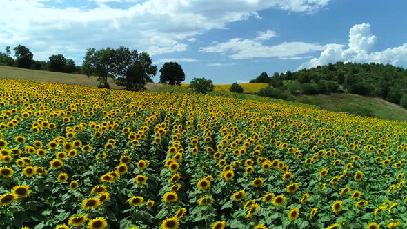 Sunflowers With Sky