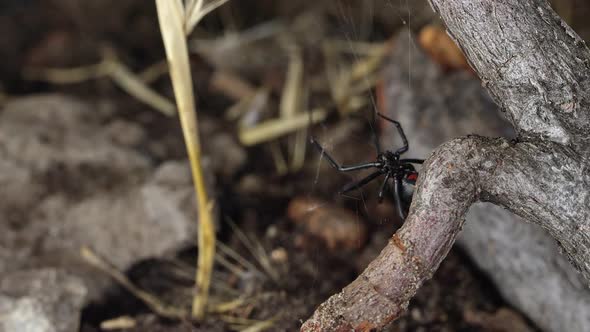 Black Widow Spider crawling from underneath stick