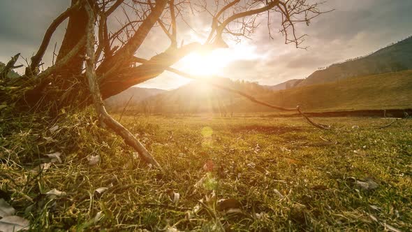 Time Lapse of Death Tree and Dry Yellow Grass at Mountian Landscape with Clouds and Sun Rays