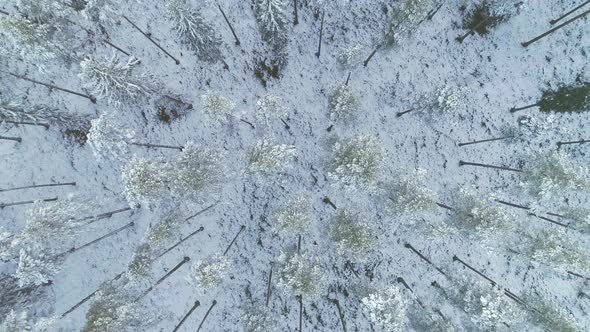 Overhead Shot Of Snowy Winter Forest Rising Shot