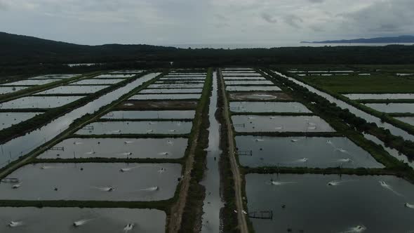 Prawn Fish Farm Aerial