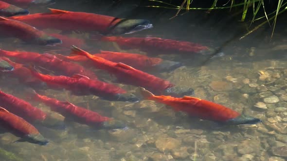 Salmon spawning upstream in slow motion