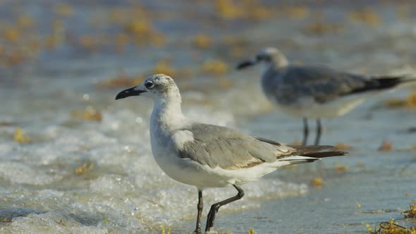 Seagulls on the shore